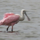 Large wading pink and white bird in shallow grey water, long spoon-shaped bill