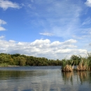 wetland with blue sky and white clouds