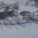 Moose from a plane