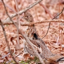 a ruffed grouse hids on the forest floor