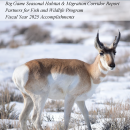 Report cover with pronghorn in a field in winter.
