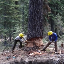 Image of Two cross-cut saw crew members use a crosscut saw to cut a large red fir tree