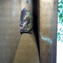 Northern long-eared bat roosting 