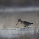 Buff-colored and white shorebird wades into wetland with waters in the distance