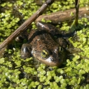 A single Oregon spotted frog sitting in shallow water with duckweed and scattered vegetation.