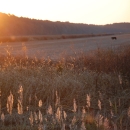 The sun shines over the horizon, creating a glowing, golden effect. A black bear walks across a harvested field in the distance. In the foreground, wild plants grow.