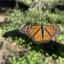 Female monarch butterfly with radio telemetry transmitter attached its to back along the central California coast