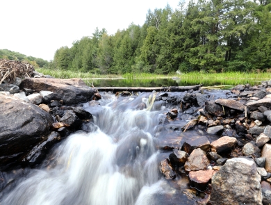 Water rushes over the rocky edge of a small pond surrounded by grass and evergreen trees.
