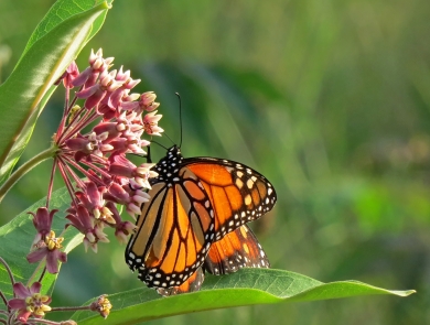 A monarch butterfly delicately balances on the flowers of a milkweed plant, drinking in the nectar. 