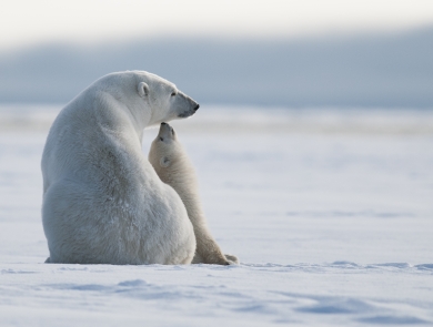 A polar bear adult and cub sit on ice.