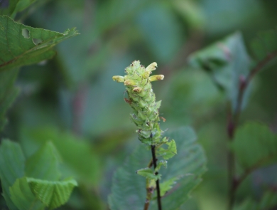 A plant with small tube-like yellow flowers on a long stem