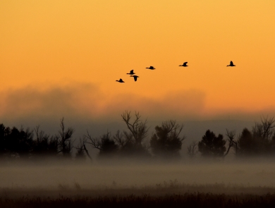 Waterfowl in flight during a foggy sunrise