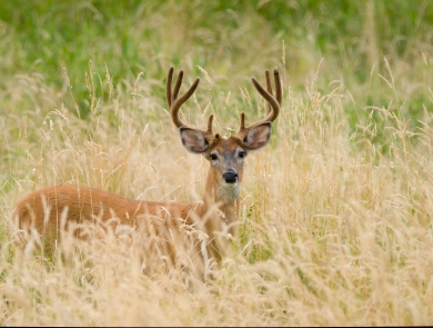 Deer with antlers pauses in tall, dry grass and looks towards camera. 