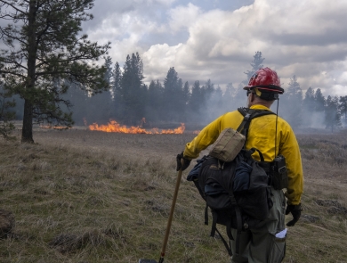 A firefighter watches a prescribed burn.
