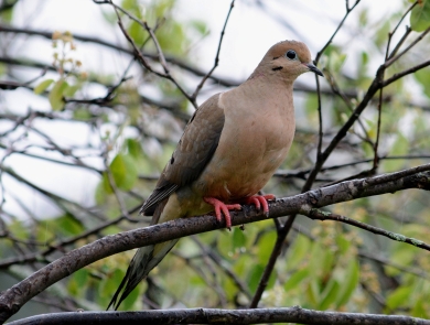a mourning dove perched on a tree branch