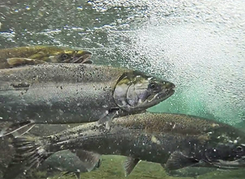 Coho salmon