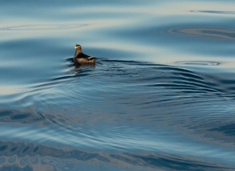 small seabird with black plumage and orange bill on the water