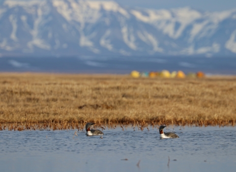 Pair of red-throated loons swims in a pond with tents and mountains in background