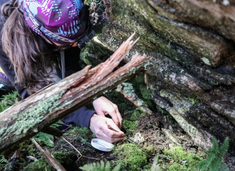 Biologist beside a boulder, teasing through moss and dirt with a pair of tweezers.
