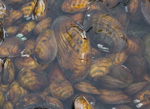 Various species of freshwater mussels from the Allegheny River in Pennsylvania