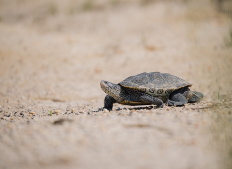 a turtle moves over sandy habitat