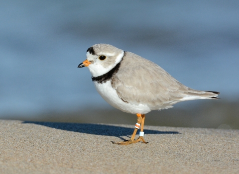 Piping plover with banded legs stands on sandy shore.