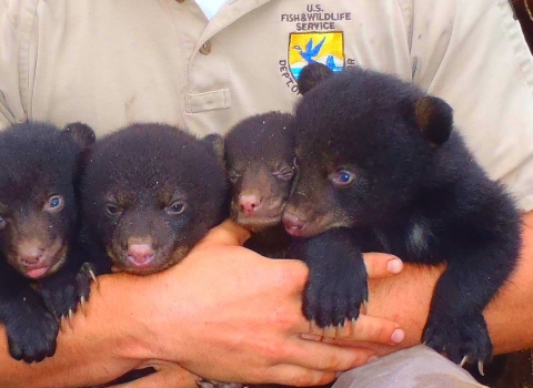 A wildlife biologist holding four small bear cubs in his arms