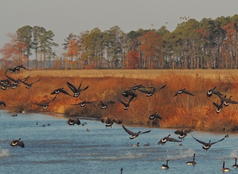 Canada geese flying out of impoundment at Blackwater NWR
