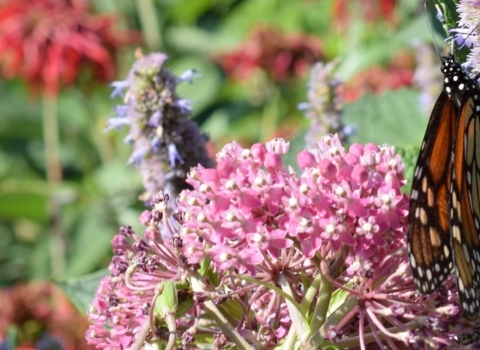 An orange and black butterfly perches on a flowering plant