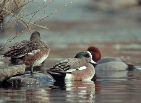 American Widgeon North Dakota