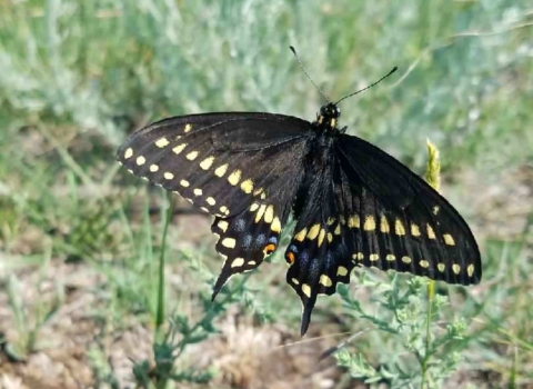 Black Swallow