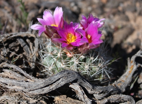 Colorado hookless cactus, a small green cactus with spines and distinctive purple and pink flowers with yellow center