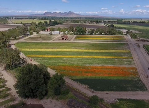 Aerial image of a native seed farm with rows of bright colors and mountains along the horizon under a blue sky.