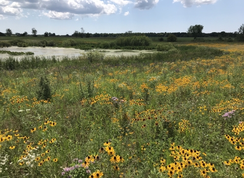 Image of a field filled with wildflowers with a wetland visible behind the field