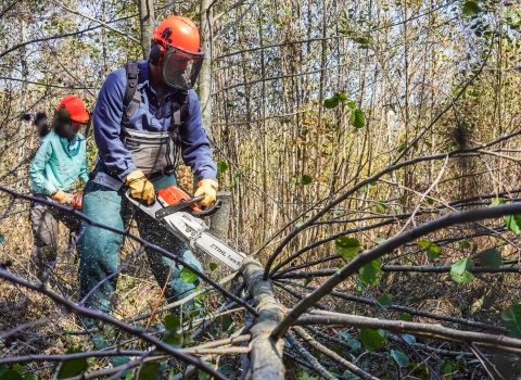 Two people using chainsaws to cut up a tree