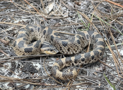 Coiled southern hognose snake in a longleaf pine habitat in Aiken County, South Carolina