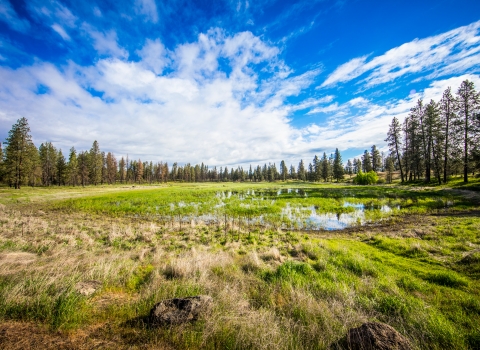 A small perennial wetland