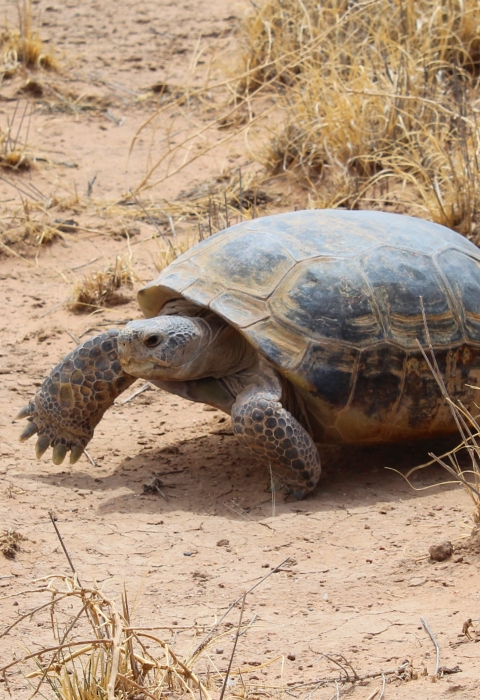 A bolson tortoise moving along a sandy surface next to some dry grass.