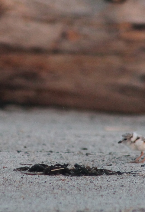 Piping plover adult and chick on beach at Rachel Carson National Wildlife Refuge
