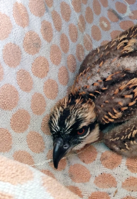 An osprey chick in a basket lined with a towel