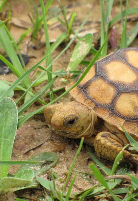 A juvenile tortoise crawls through short plants and grasses growing in sandy soil.