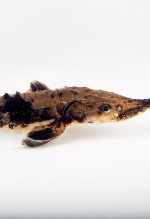 A small lake sturgeon swims against a white background. It has black and tan mottled scales and rows of small spikes along its body.