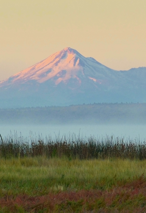 Tule Lake wetlands looking West with Mt. Shasta in the background