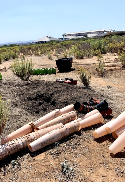 Area being restored with native plants. Cones lie on the bottom half of photo and towards the left, a mound of soil. In the background there are watering cans and tall native plants planted from previous years. 