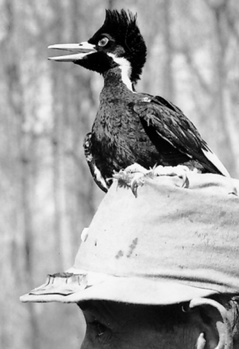 A black and white photo. A close up shot and side view of an ivory-billed woodpecker standing on top of man’s hat