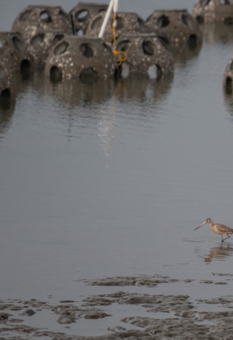  round objects, with big holes, sit in water; bird wades past