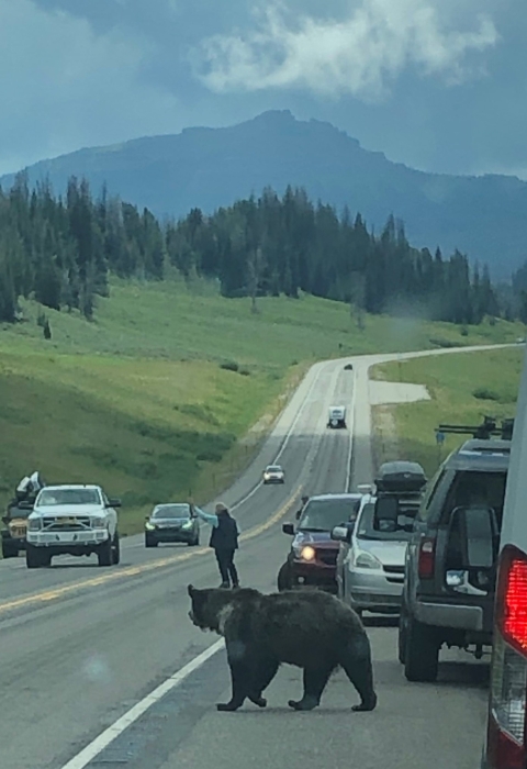 Grizzly bear attempting to cross the road, surrounded by cars and people.