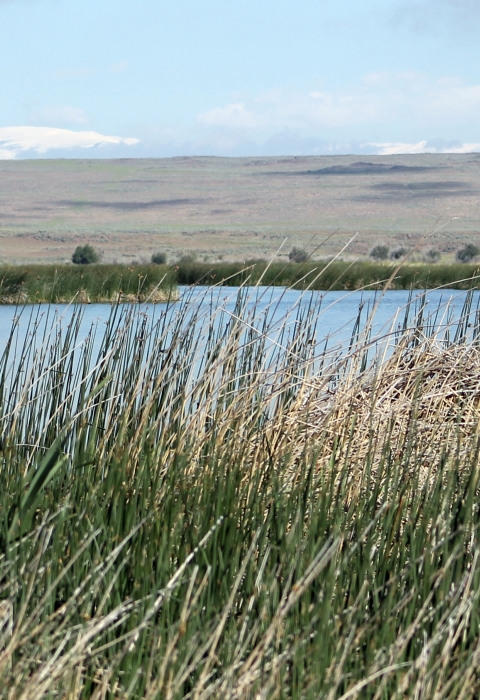 A pond at Camas National Wildlife Refuge with tall grass in the foreground and snowcapped mountains in the background. 