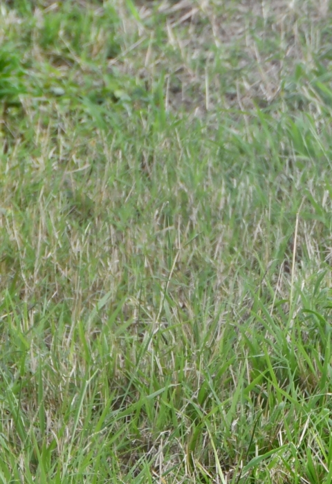 grass 