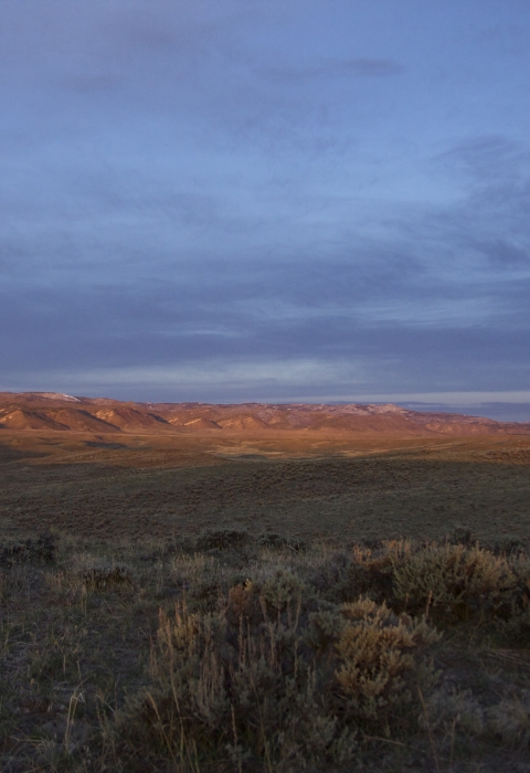 evening view of sagebrush growing in the forefront with mountains in the background
